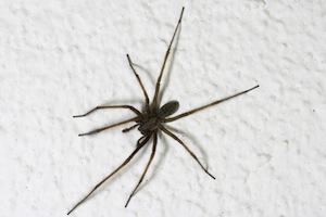 Hobo Spider