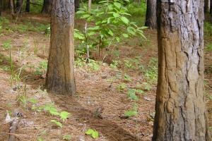 Hog Mud Rubs on Trees