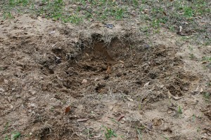 Hog Rooting in Mud