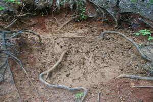 Hog Wallow in Mud