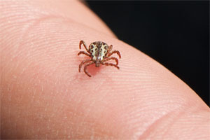 Tick sitting on a human finger