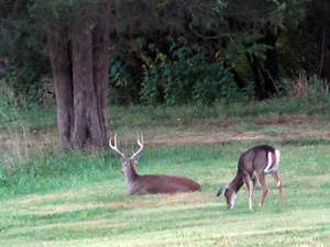 Hunting-DoeBeddingAreasForBucks blog