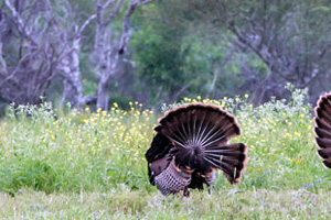 IdealShotAngleTurkeys1 blog