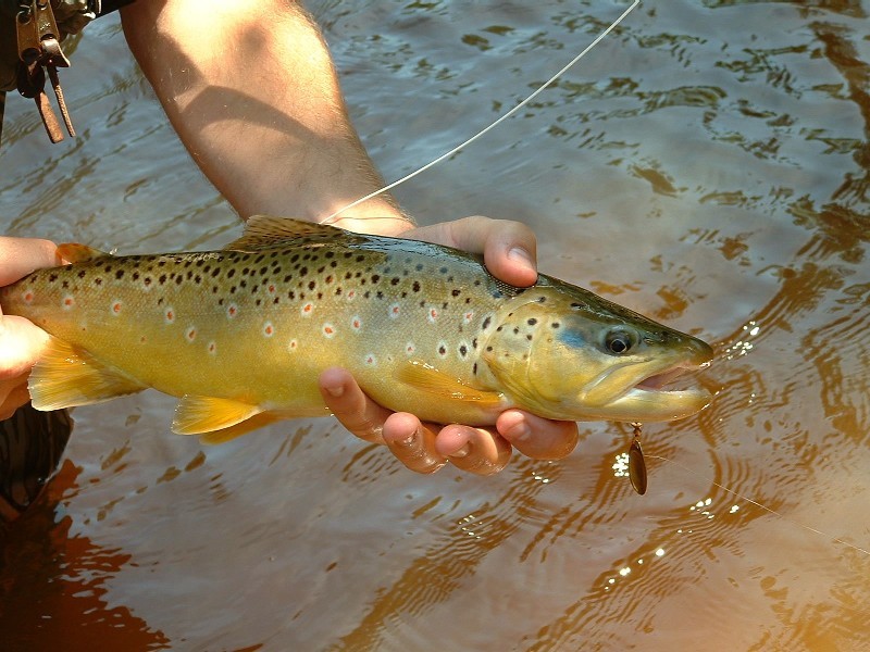 Inline Spinner Trout Fishing Tactics