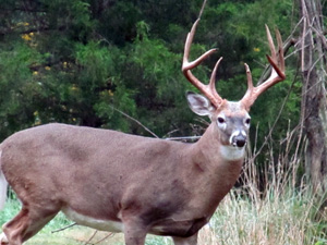 Large Whitetail With Antlers 