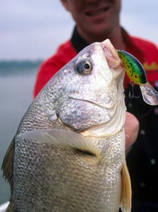 Angler holding a freshwater Drum
