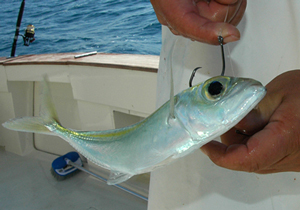 Kite Fishing Basics