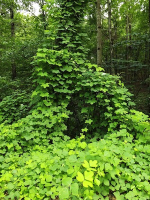 Kudzu