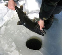 Ice Fishing for Lake Trout