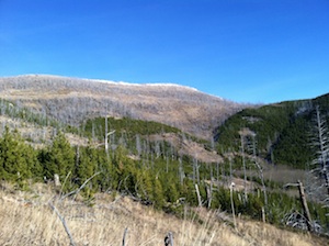 Dave Lee's Tree Stand