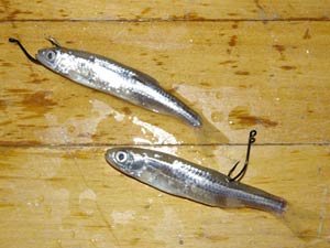 How to HOOK a MINNOW