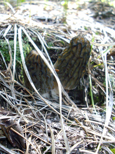 MidwestMorelMushroomHunt blog