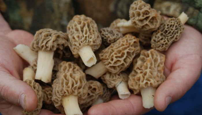 Handful of Morel mushrooms