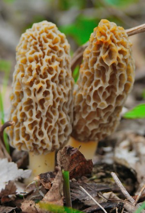 Two morel mushrooms coming up from the ground