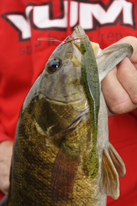 Soft Plastic Jerkbaits: 4 Fluke Tricks For Fall Bass! — Tactical Bassin' -  Bass Fishing Blog