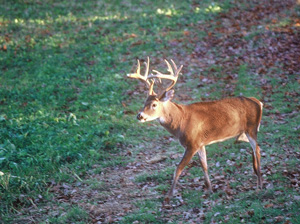 Mature Buck