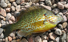 Panfish on the Fly