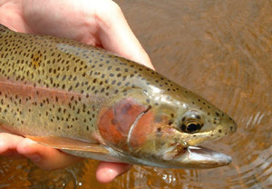 PocketWaterTrout2