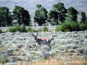 Pronghorn