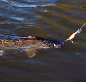 Walleye fishing