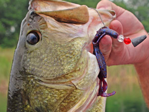 Bait Colors – Will the Slam Shady Bait Color Work in Dark Water?