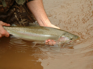 RiverMouthSteelhead blog