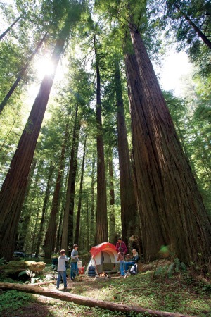 Sequoias and camping family