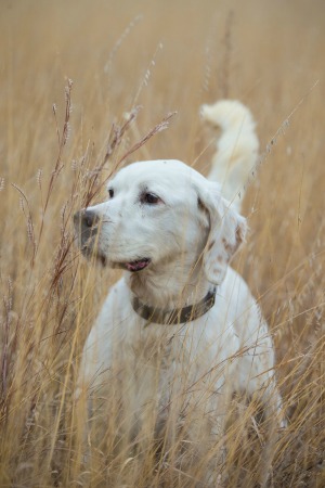 Irish Setter in a field of wheat