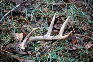 ShedHuntingDeerAntlerTreasureHunt blog