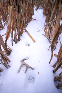 Deer antler sheds lying in the snow in a corn field