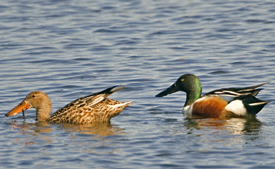 Shoveler-drake-hen