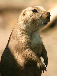 Prairie dogs 