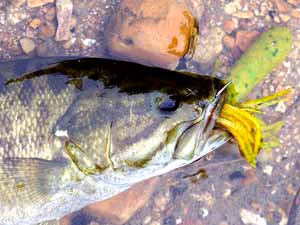 Best Crankbaits for Small River Smallmouth Bass Fishing 
