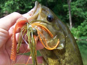 Bass Fishing: Best Baits for River Smallmouth Bass