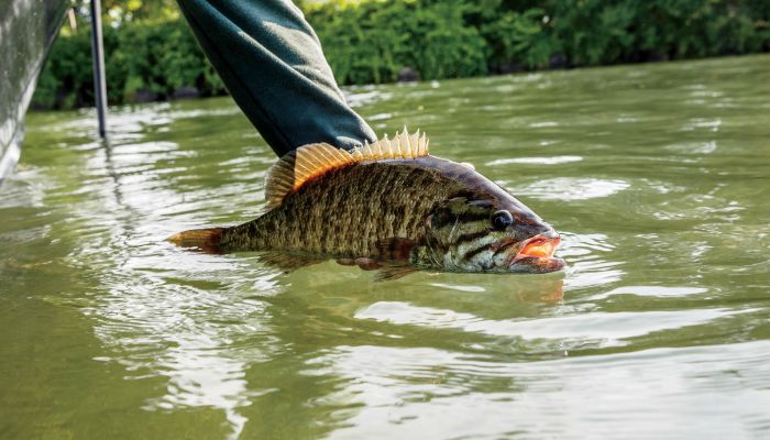 The Best Baits for River Smallmouth