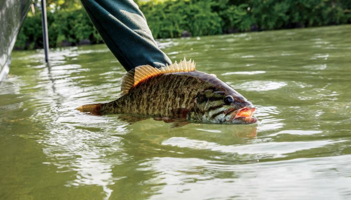 Top Lures and Tactics for Summertime River Smallmouth Bass - Game & Fish