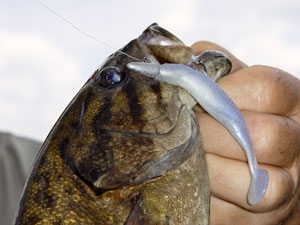 Two Soft Swimbait Styles That Will Catch River Smallmouth This