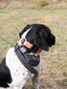 Dog With GPS Tracking Device