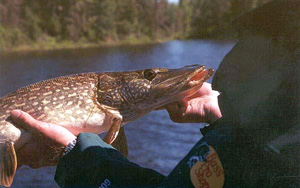 Learn the Basics of Pike Behavior for Spring Fly Fishing