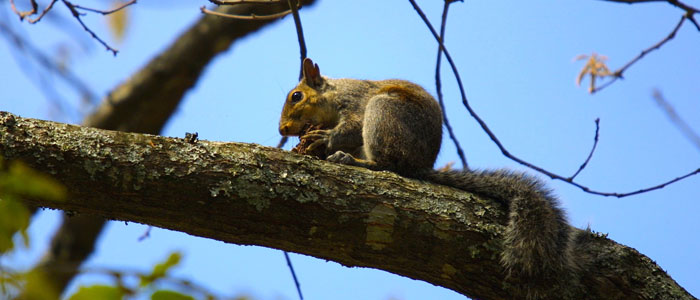 Squirrel in tree