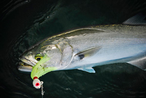 Bluefish caught on a jigl