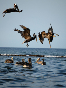 Pelicans landing and diving into water