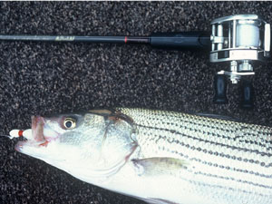 Stripe bass with jig in its mouth