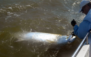 TaggingTarponConservation blog