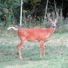 TakingStockWithTrailCameras blog