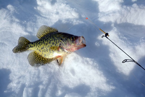 Crappie on a frozen lake
