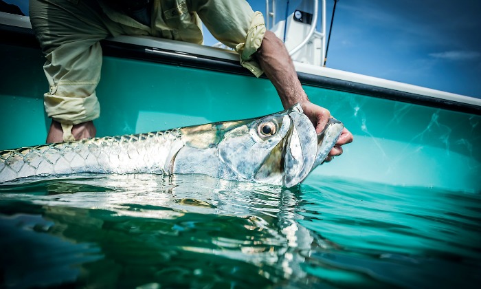 Tarpon Tactics: Cut Bait for the Silver King