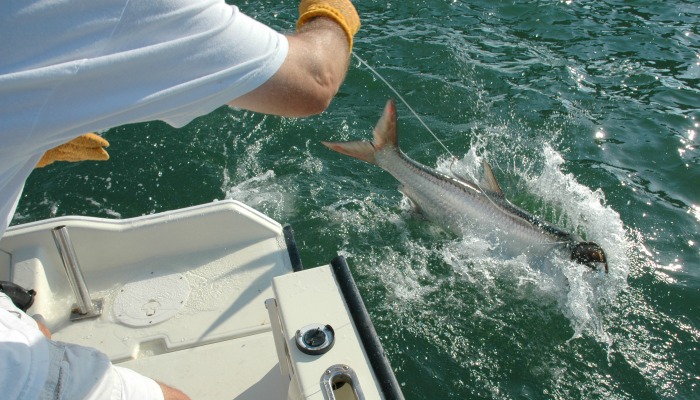 Tips for Your First Florida Tarpon