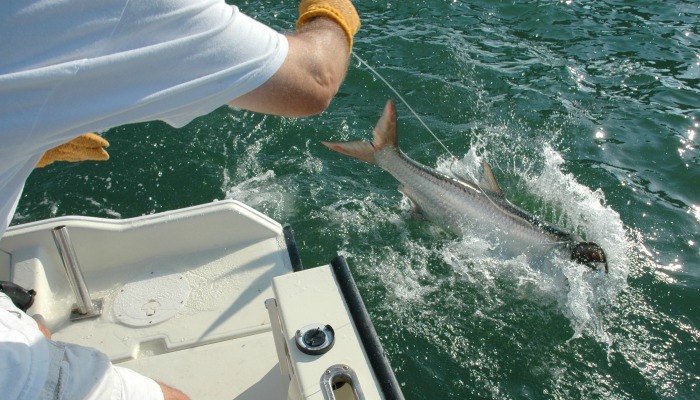 Tarpon at boatside close