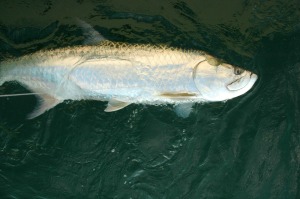 Tarpon in water close